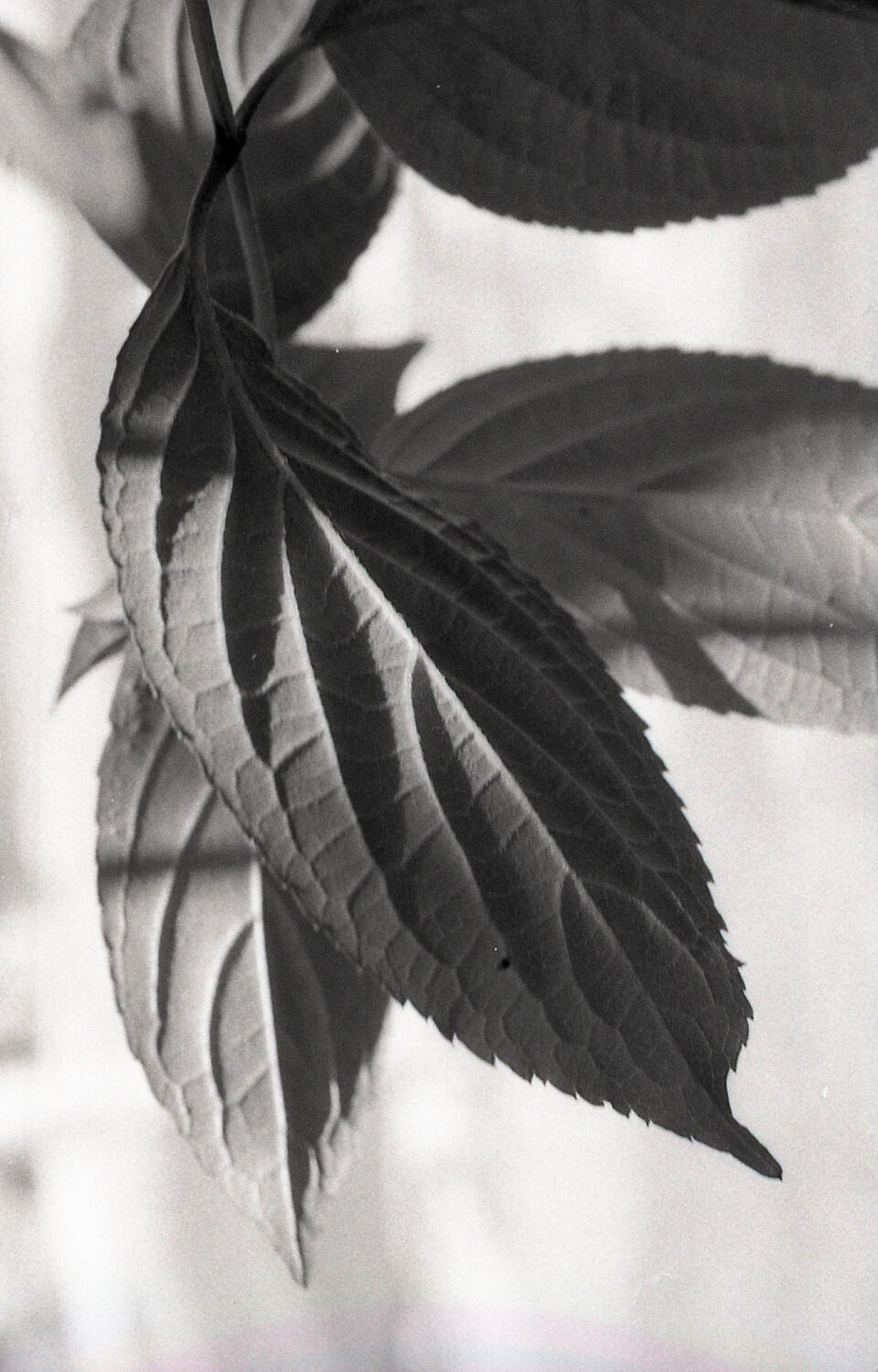 Untitled Untitled